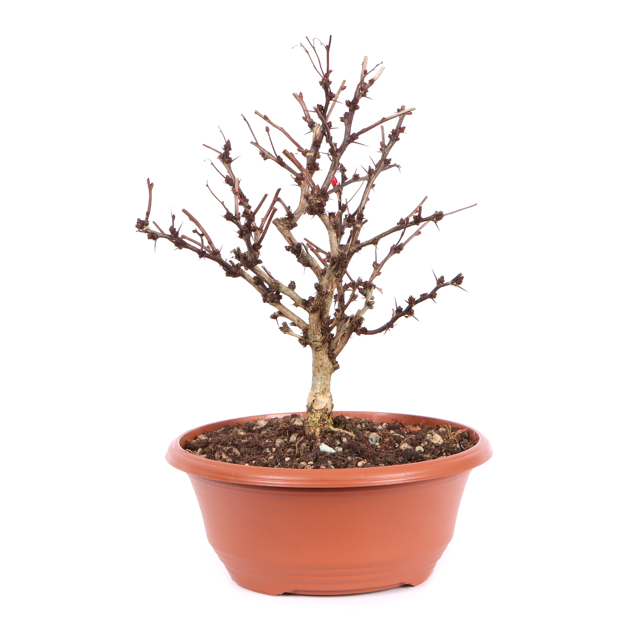 Seitenansicht rechts