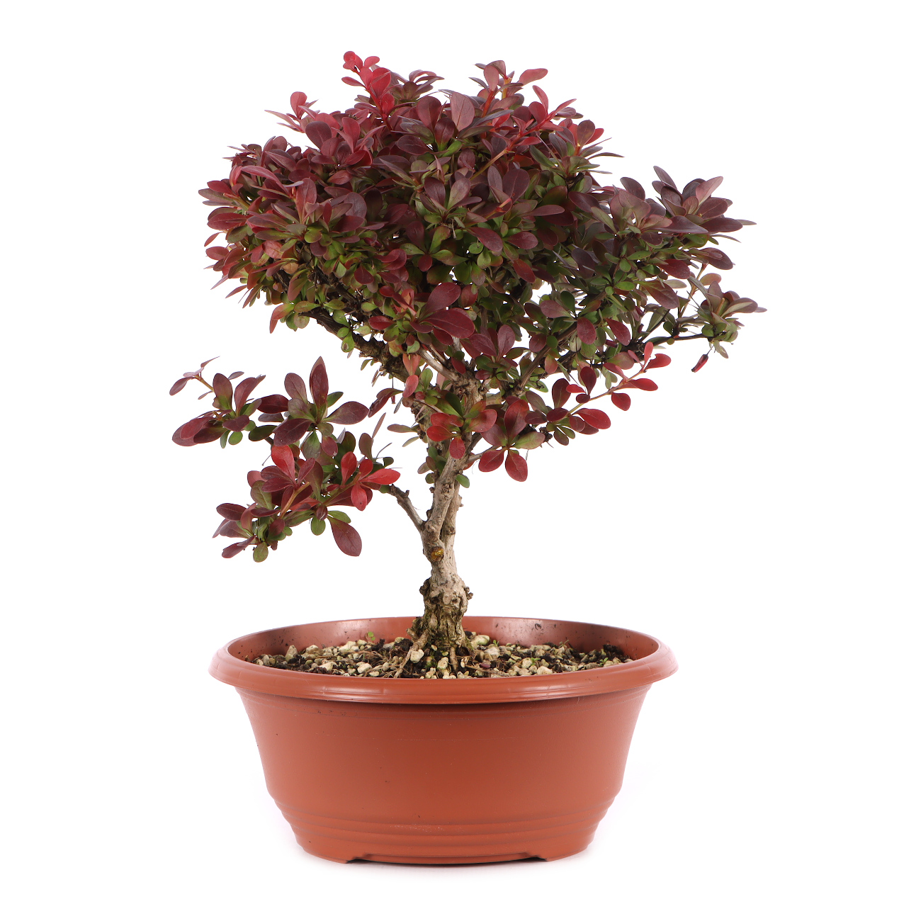 Berberis thunbergii 'Atropurpurea Nana'