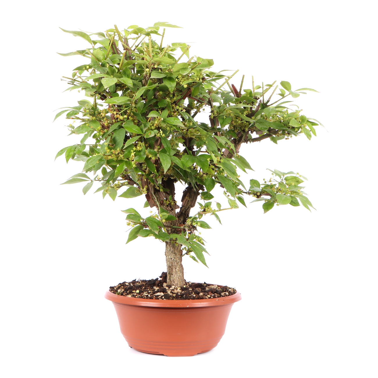 Seitenansicht rechts