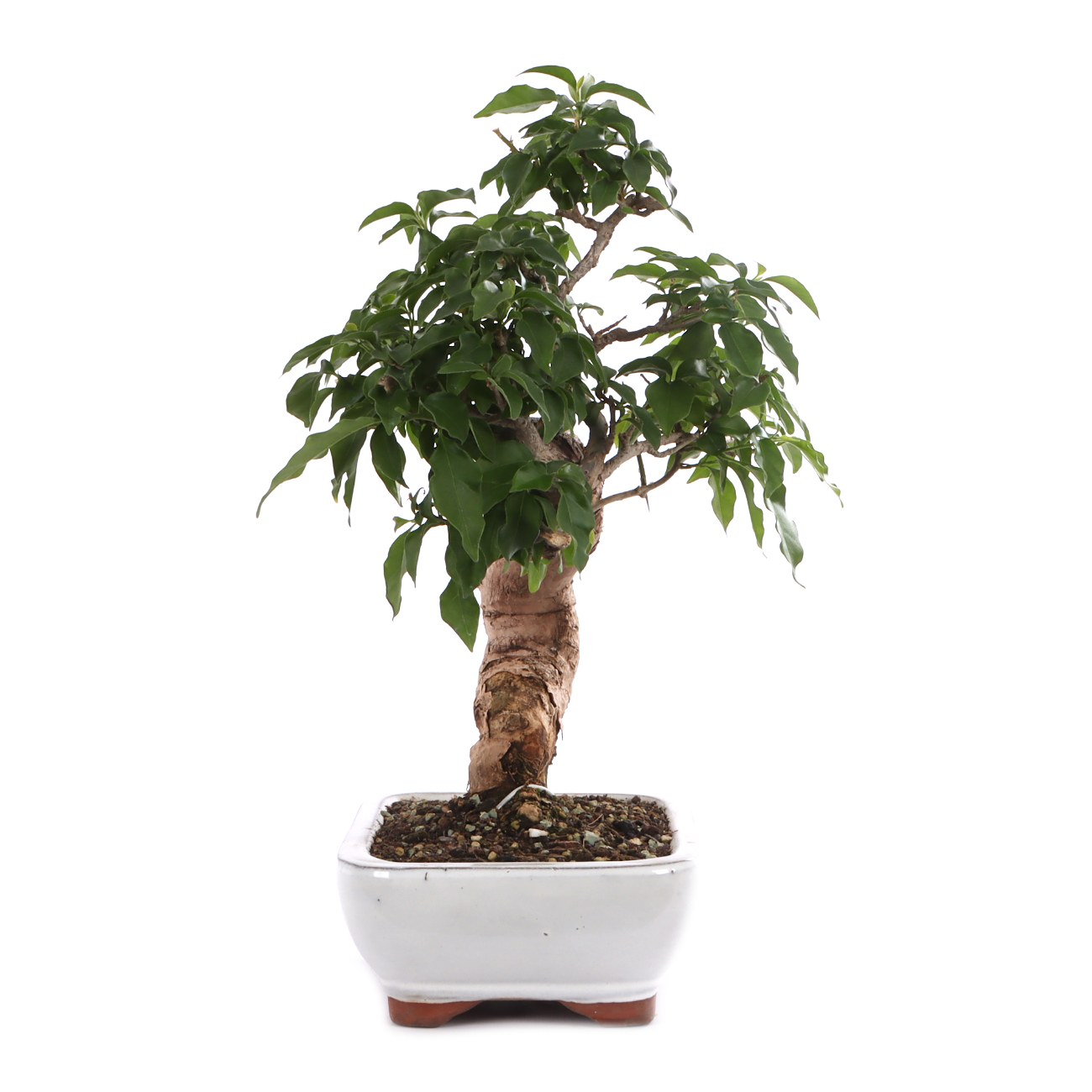 Bougainvillea glabra