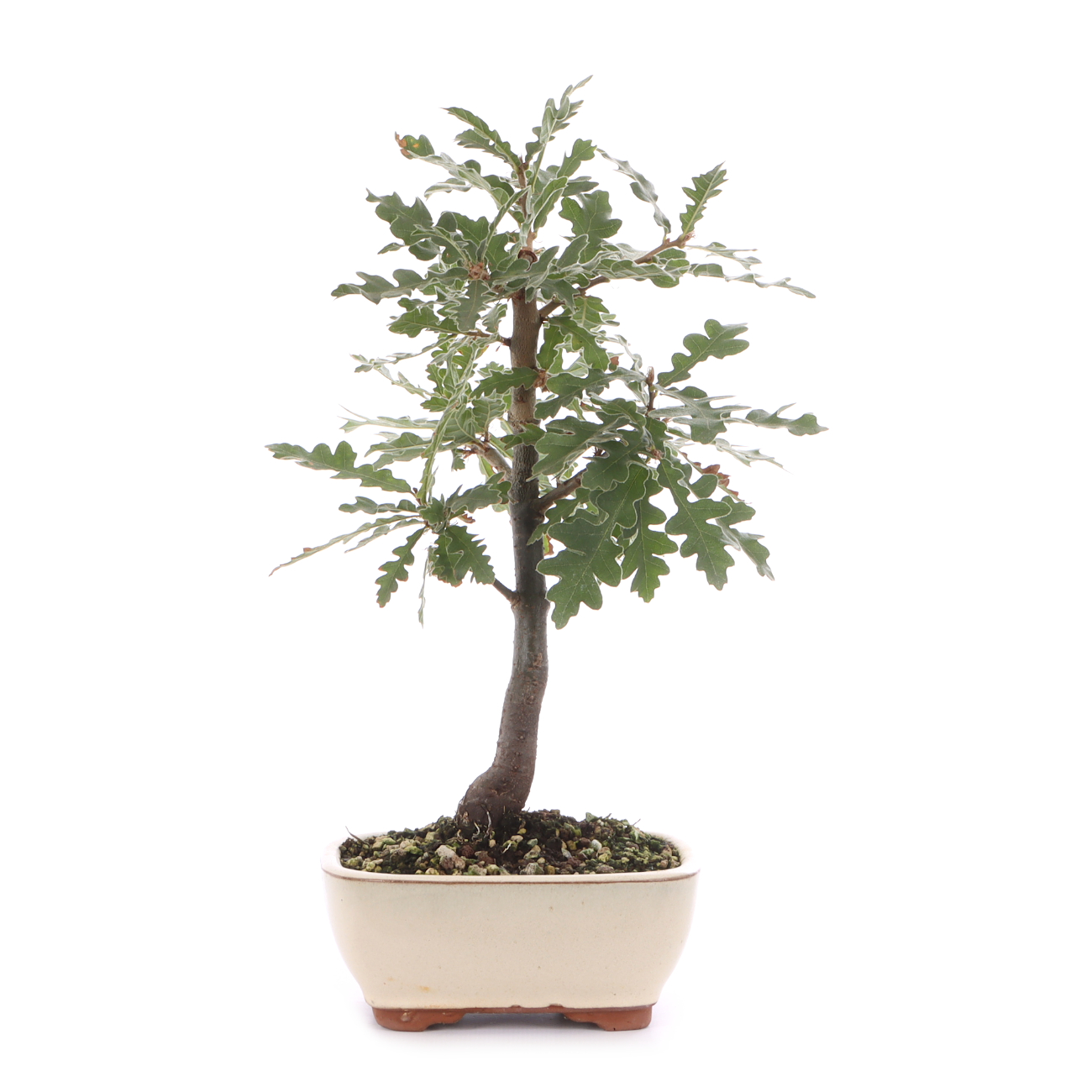 Quercus cerris
