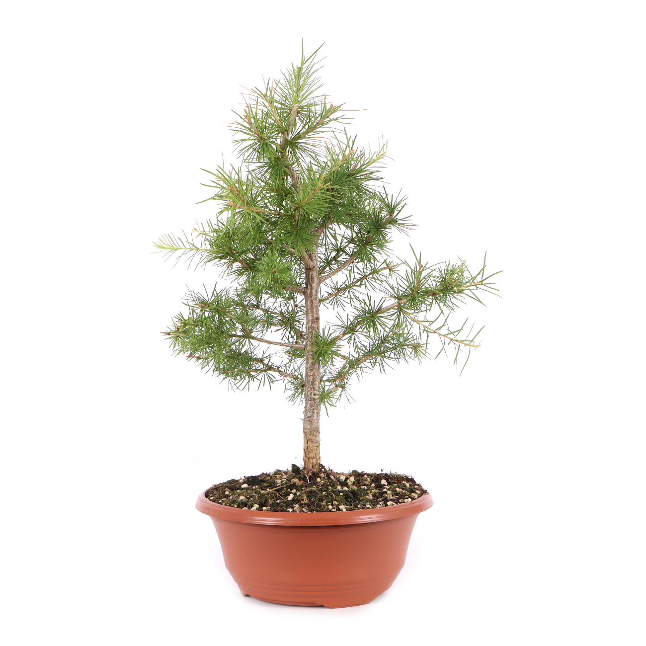 Larix decidua