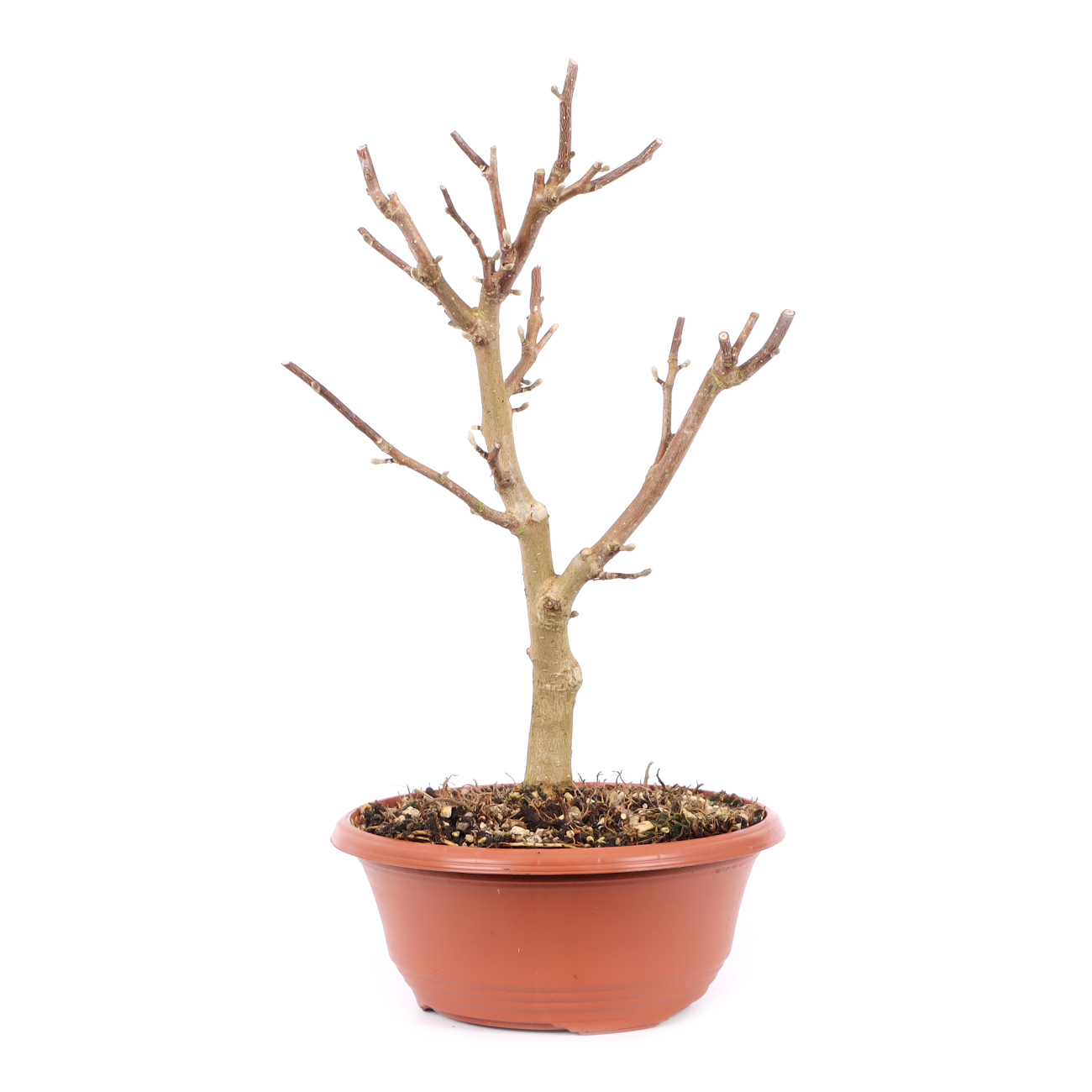 Magnolia stellata 'Royal Star'