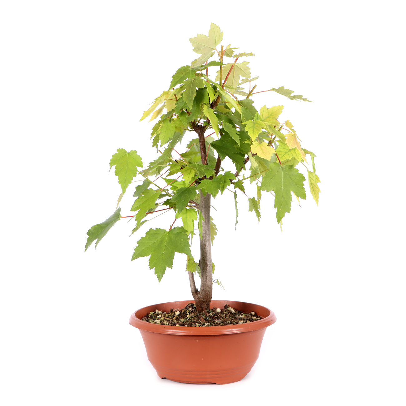 Acer rubrum 'October Glory'