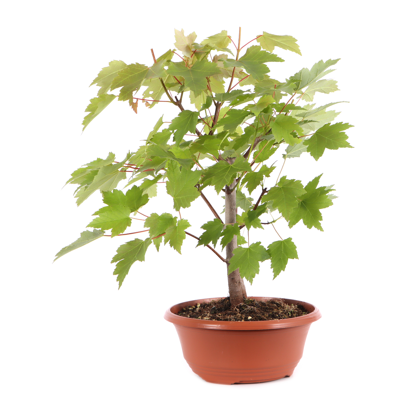 Acer rubrum 'October Glory'