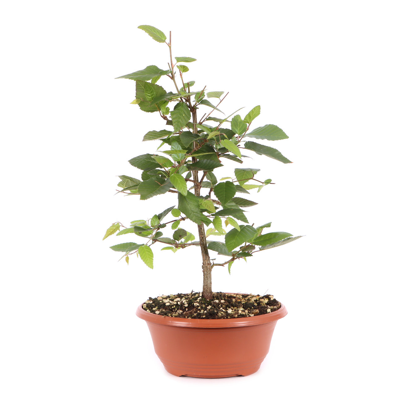Carpinus turczaninowii