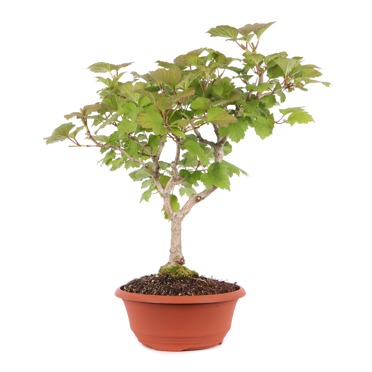 Viburnum opulus
