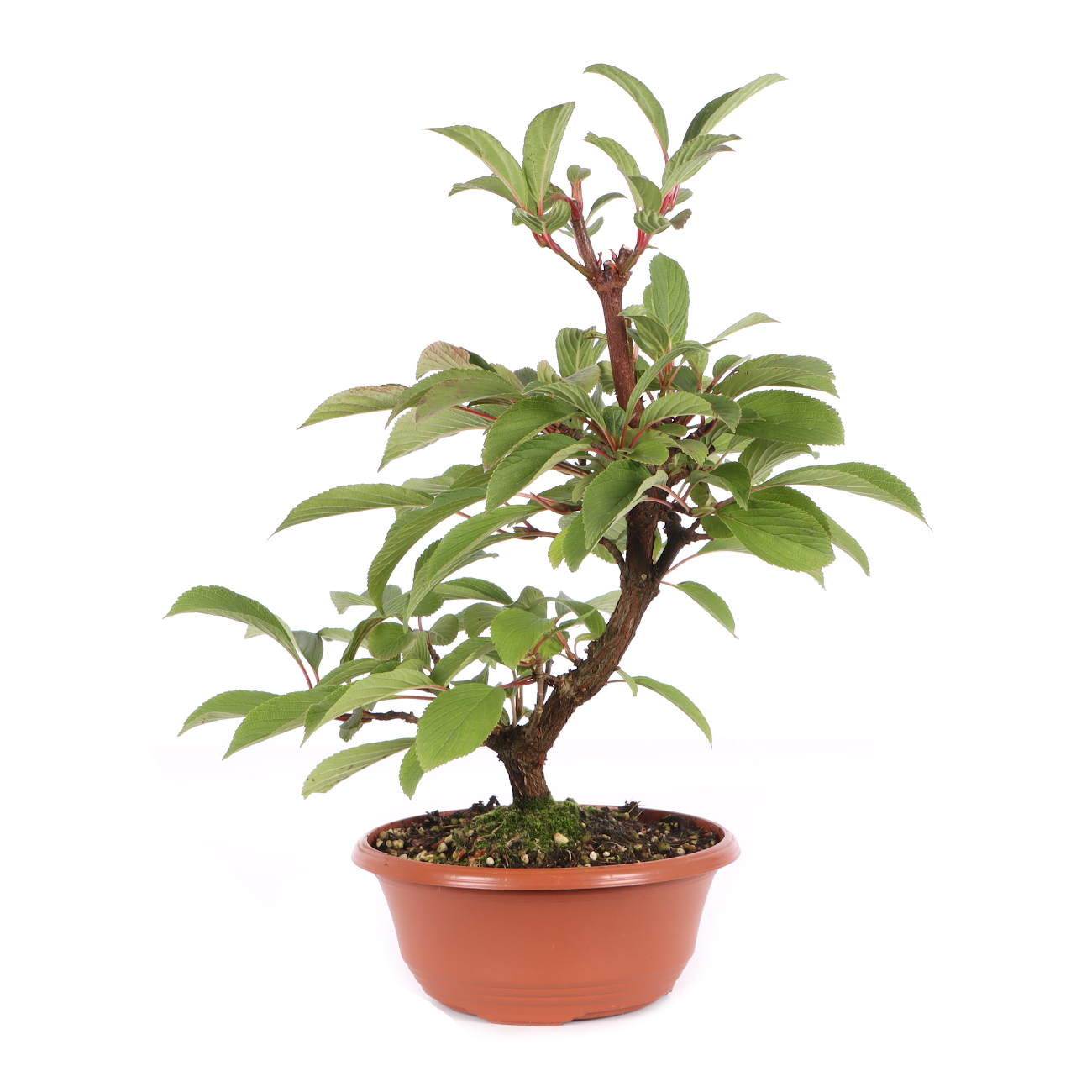 Viburnum x bodnantense 'Dawn'