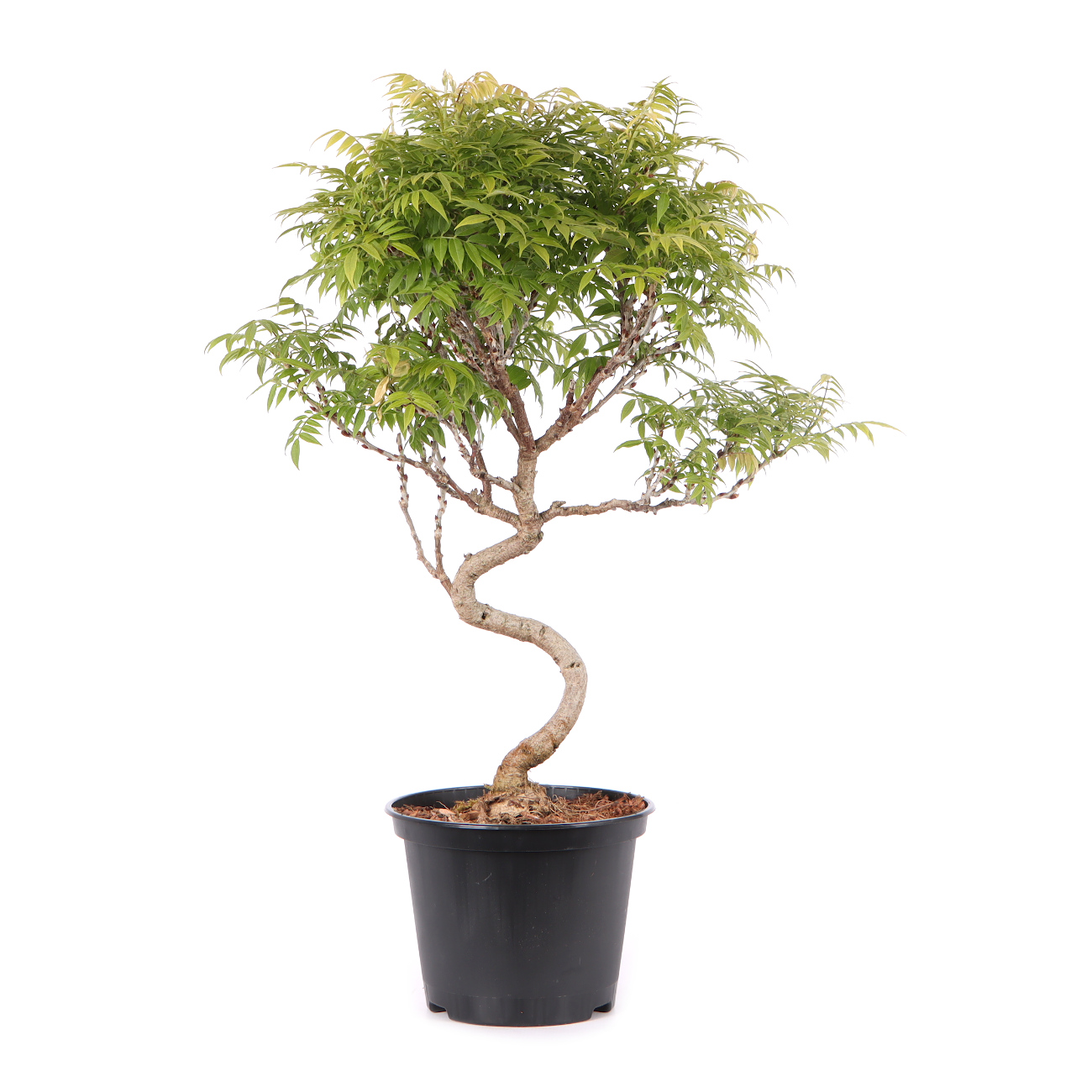 Millettia japonica 'Hime Fuji'