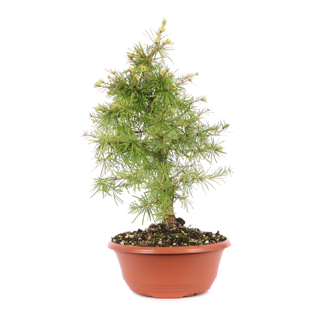 Larix decidua