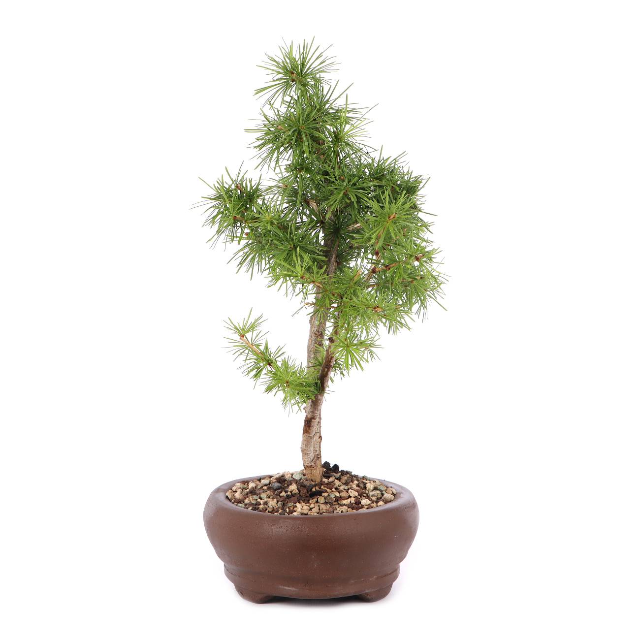 Larix decidua