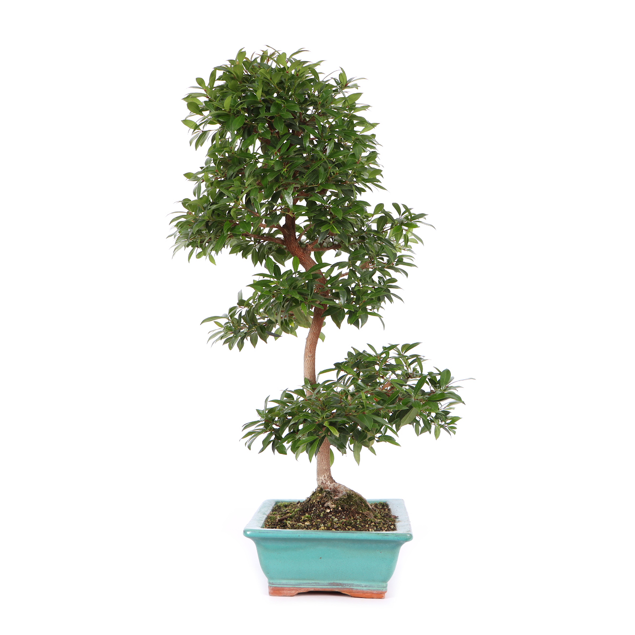 Seitenansicht rechts