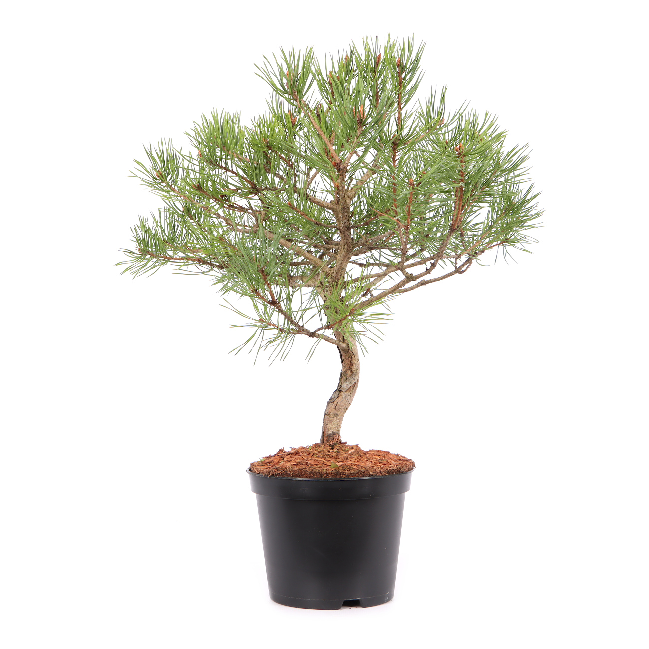 Pinus sylvestris 'Norske Typ'