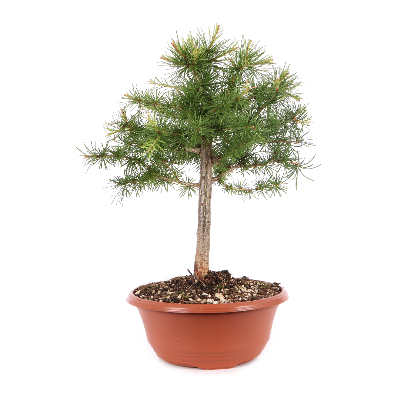 Larix decidua