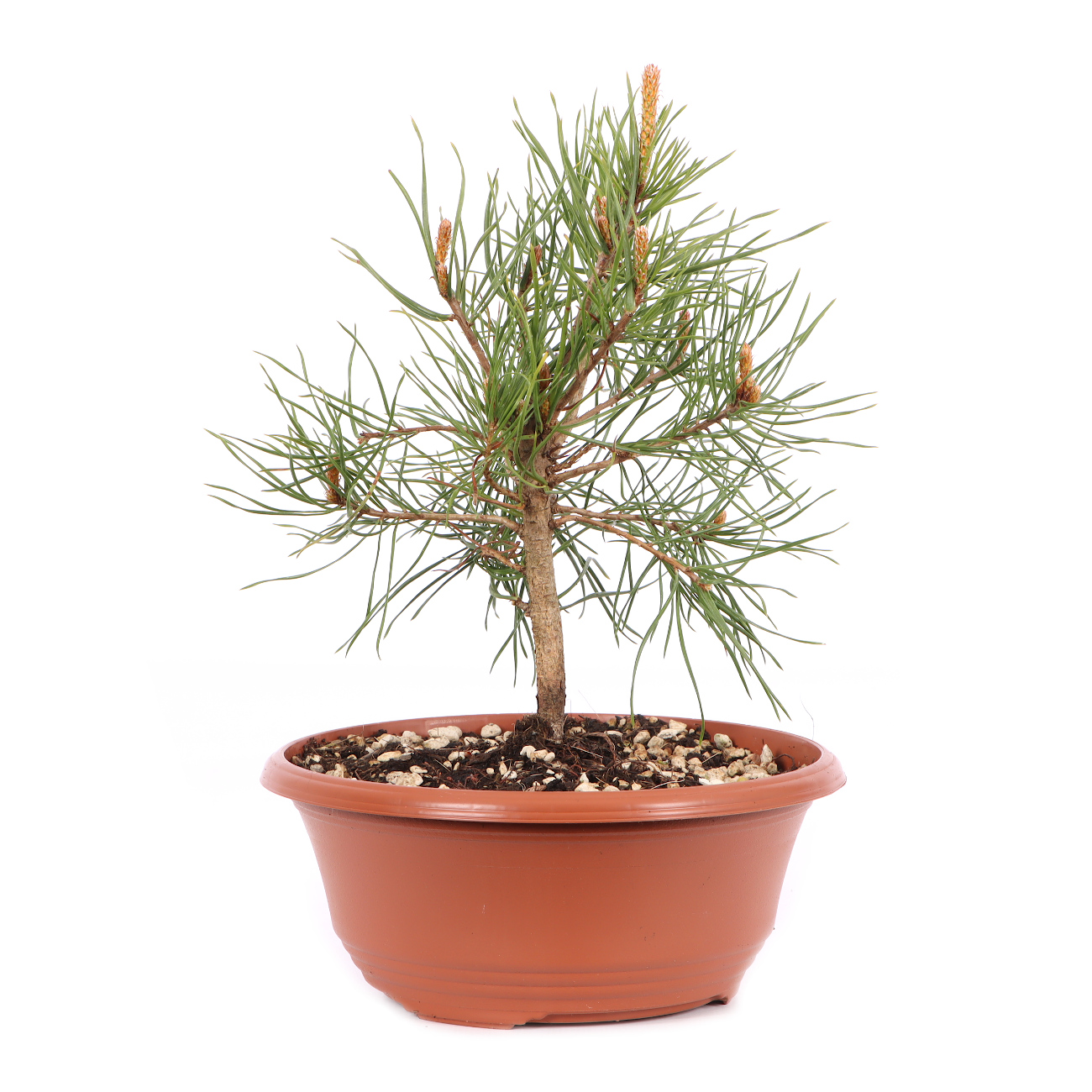 Pinus sylvestris