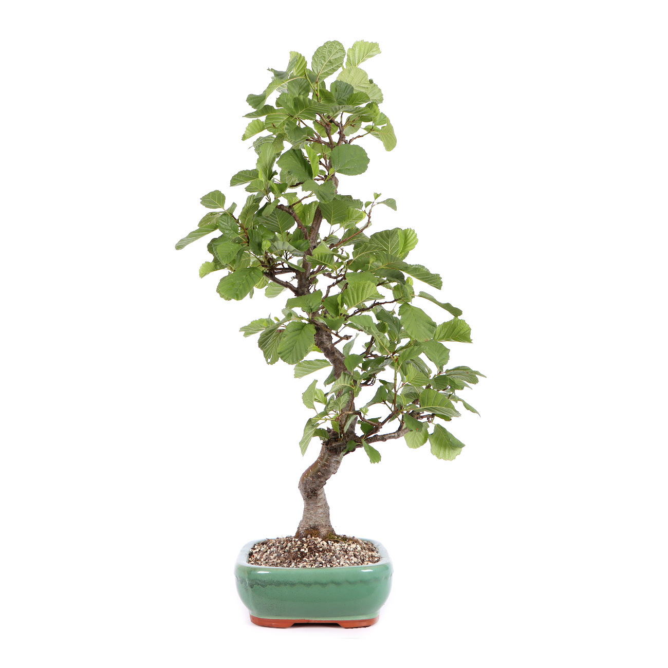 Seitenansicht rechts