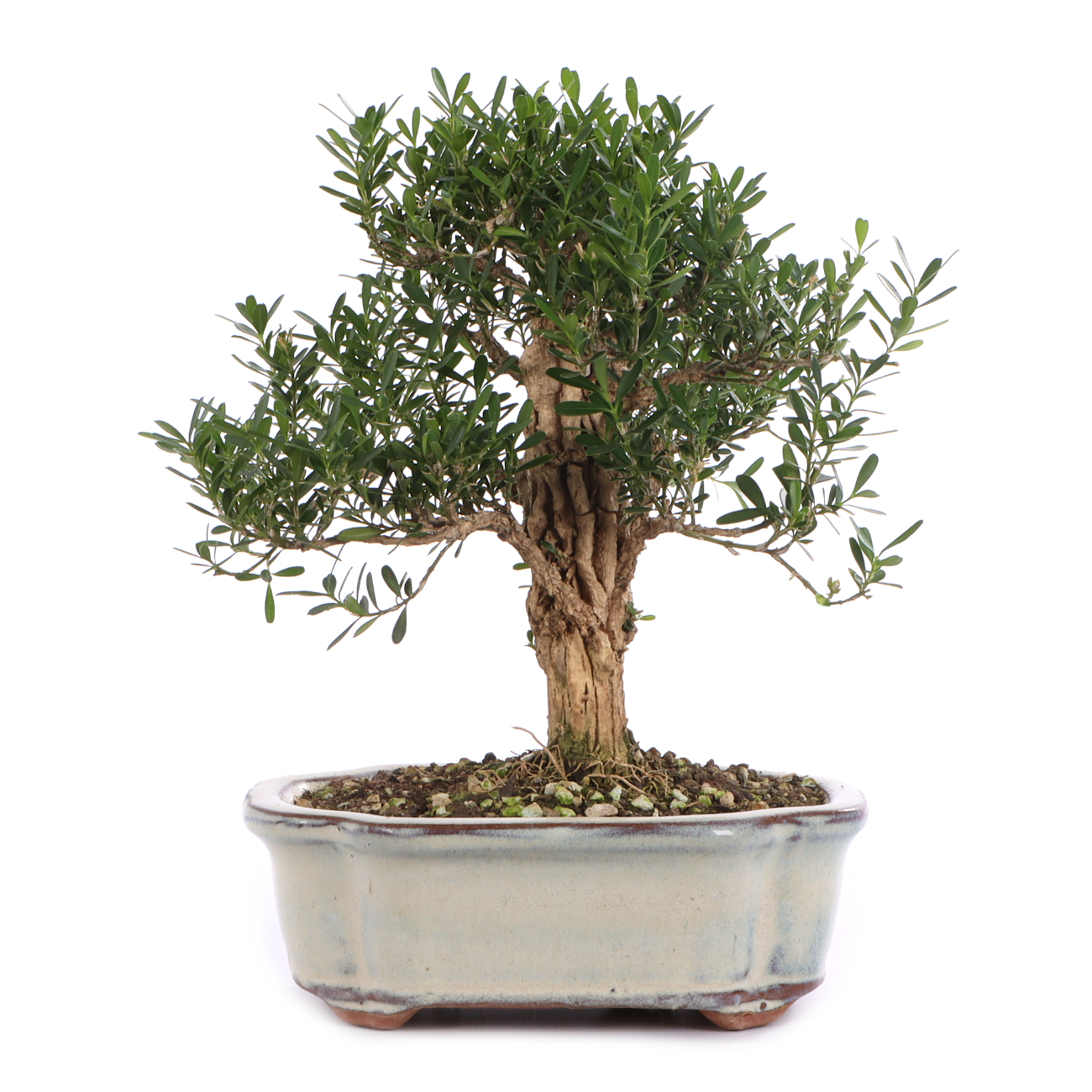 Buxus sinica var. sinica