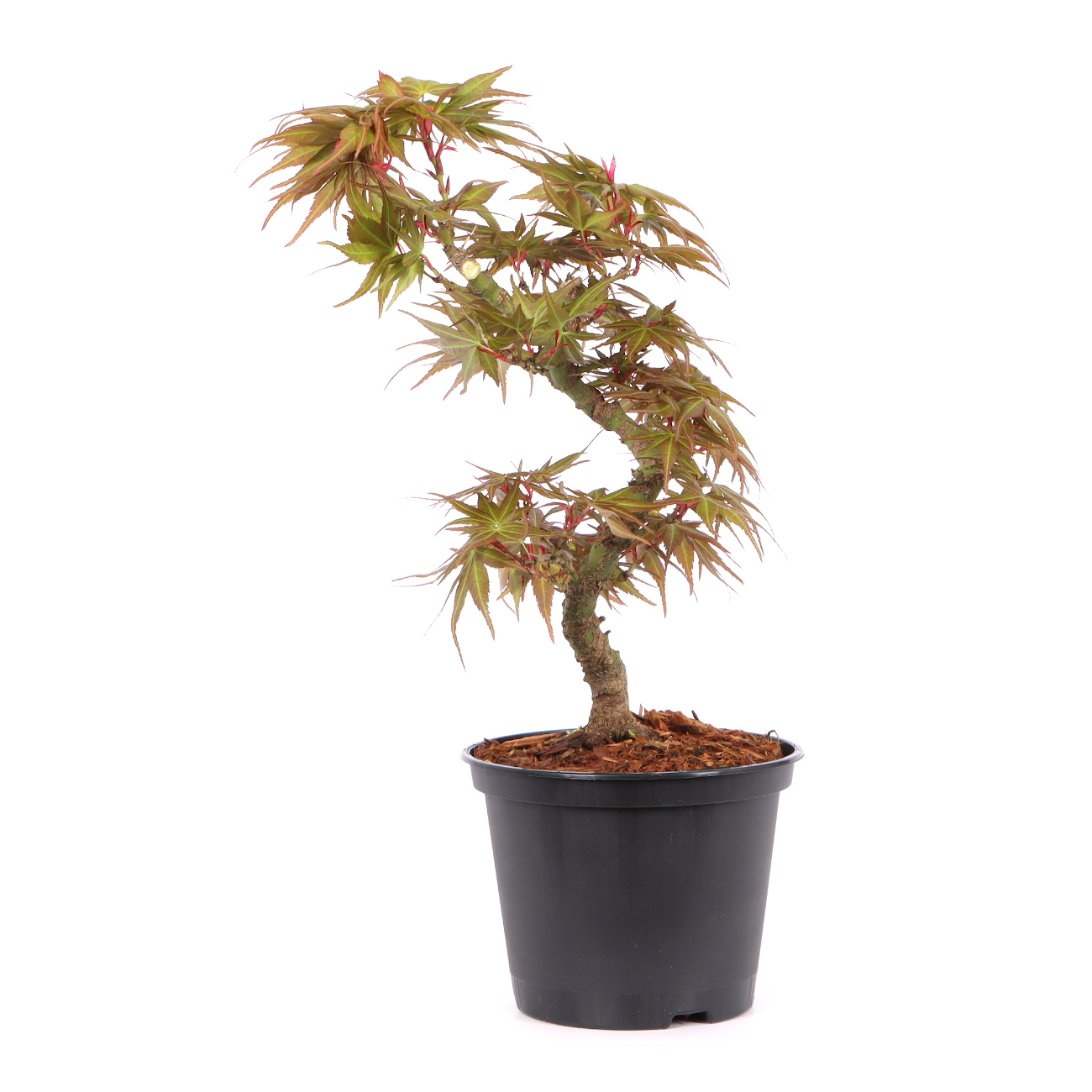Acer palmatum 'Mikawa Yatsubusa'