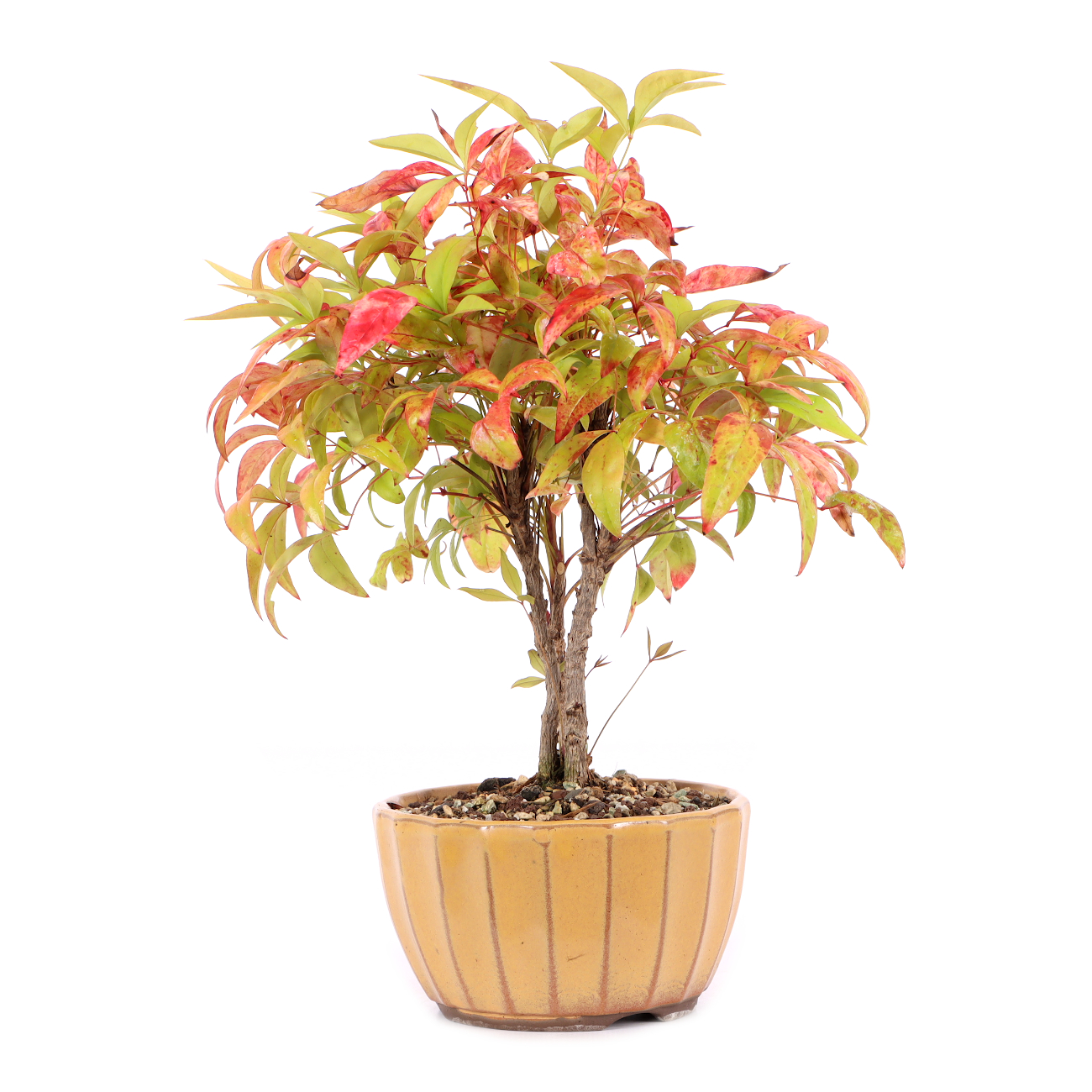 Nandina domestica 'Fire Power'