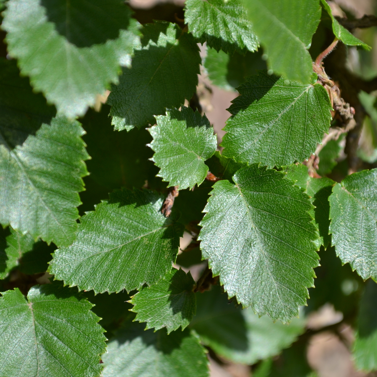 Carpinus turczaninowii