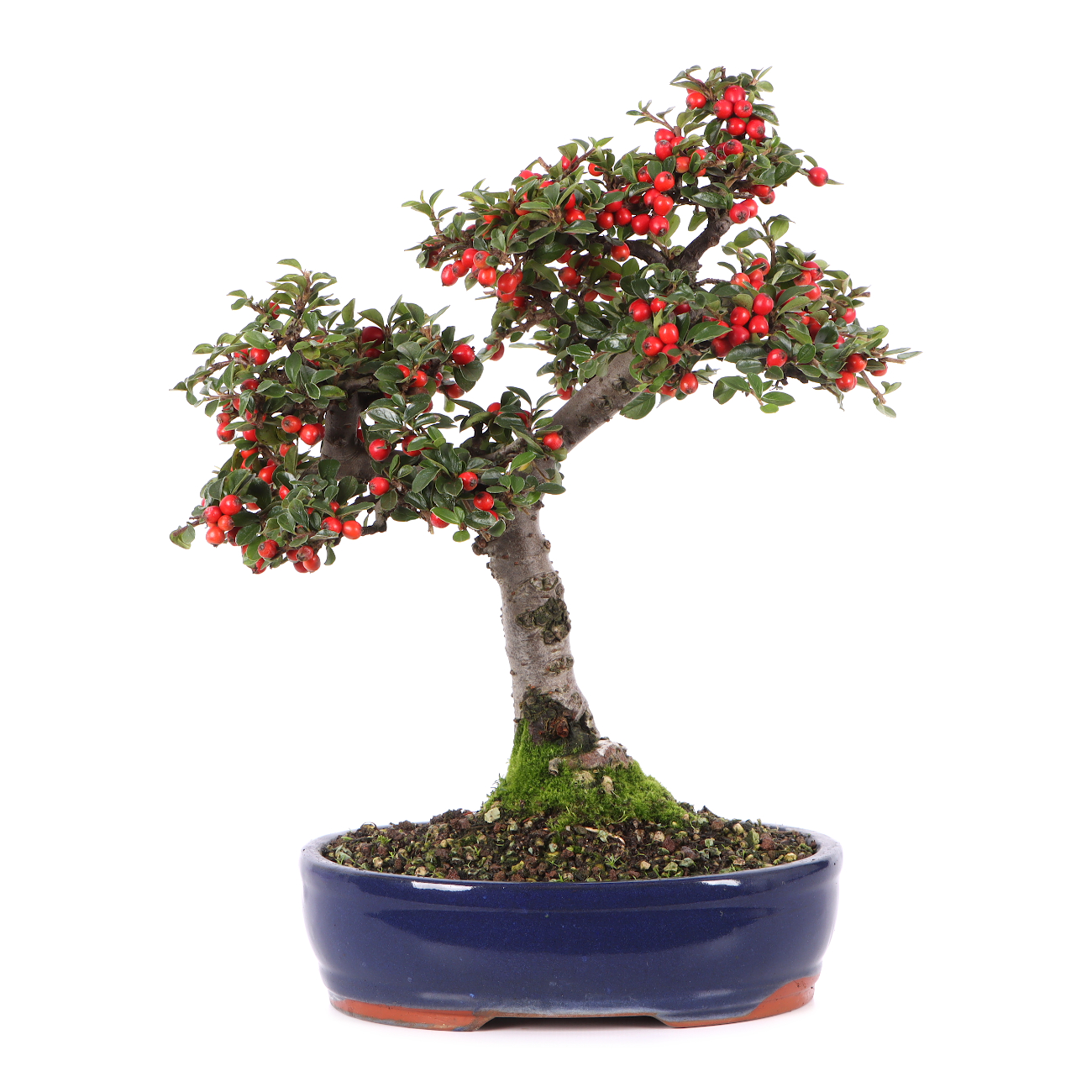 Cotoneaster praecox