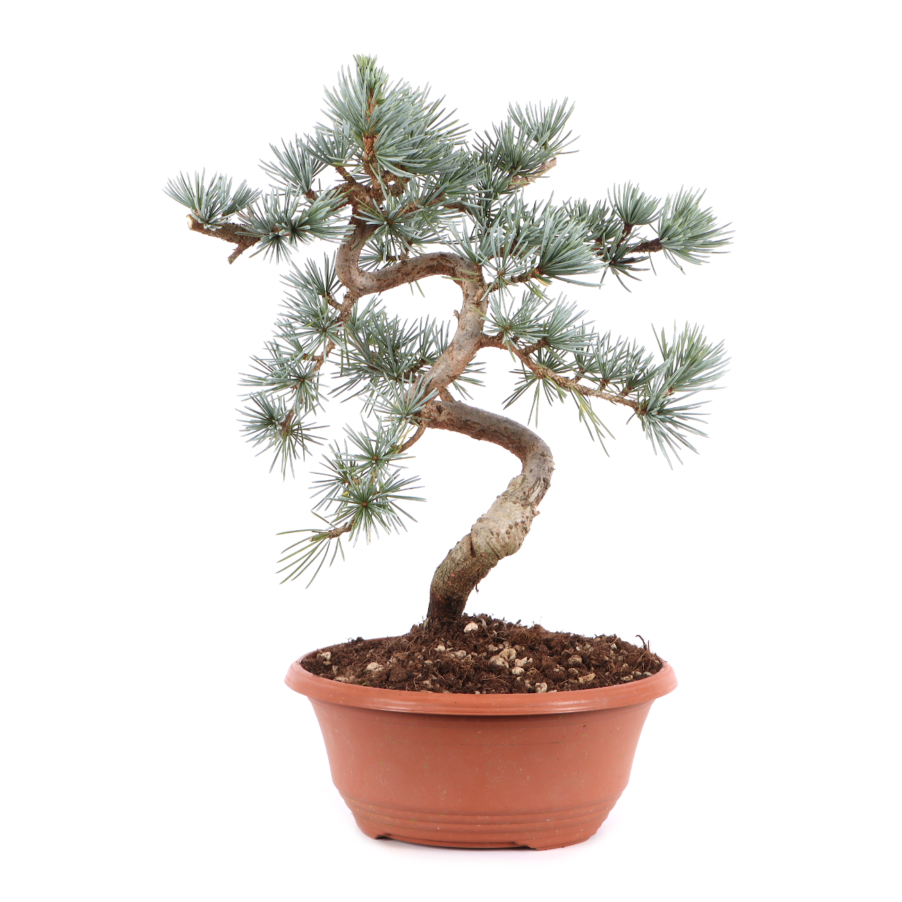 Cedrus atlantica 'Glauca'