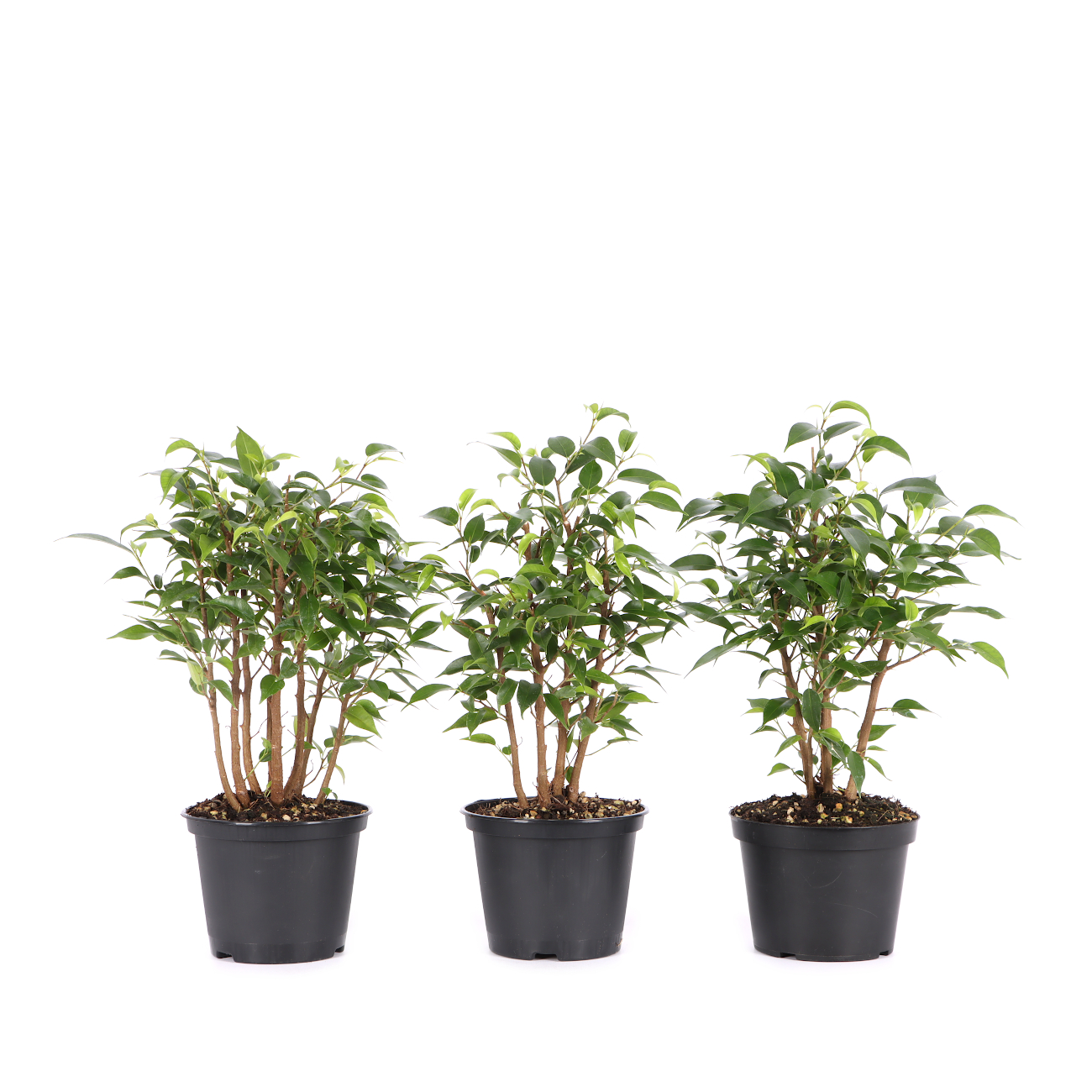 Ficus benjamina 'Natasja'