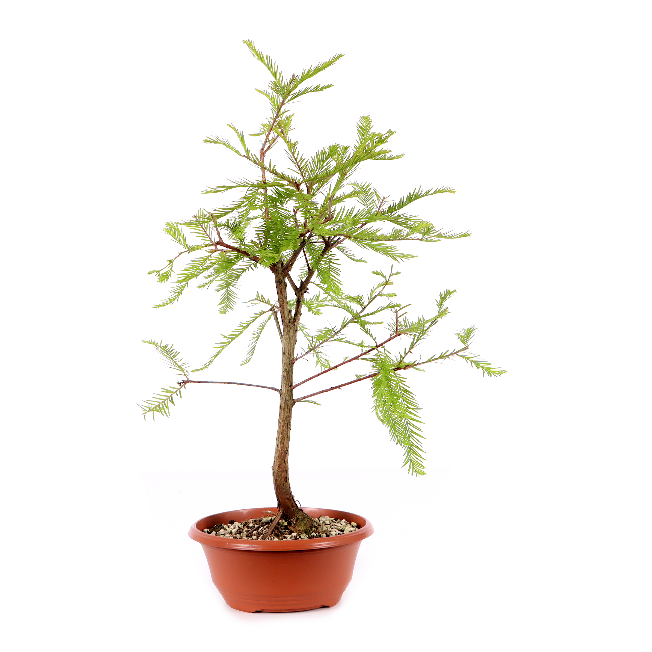 Taxodium distichum