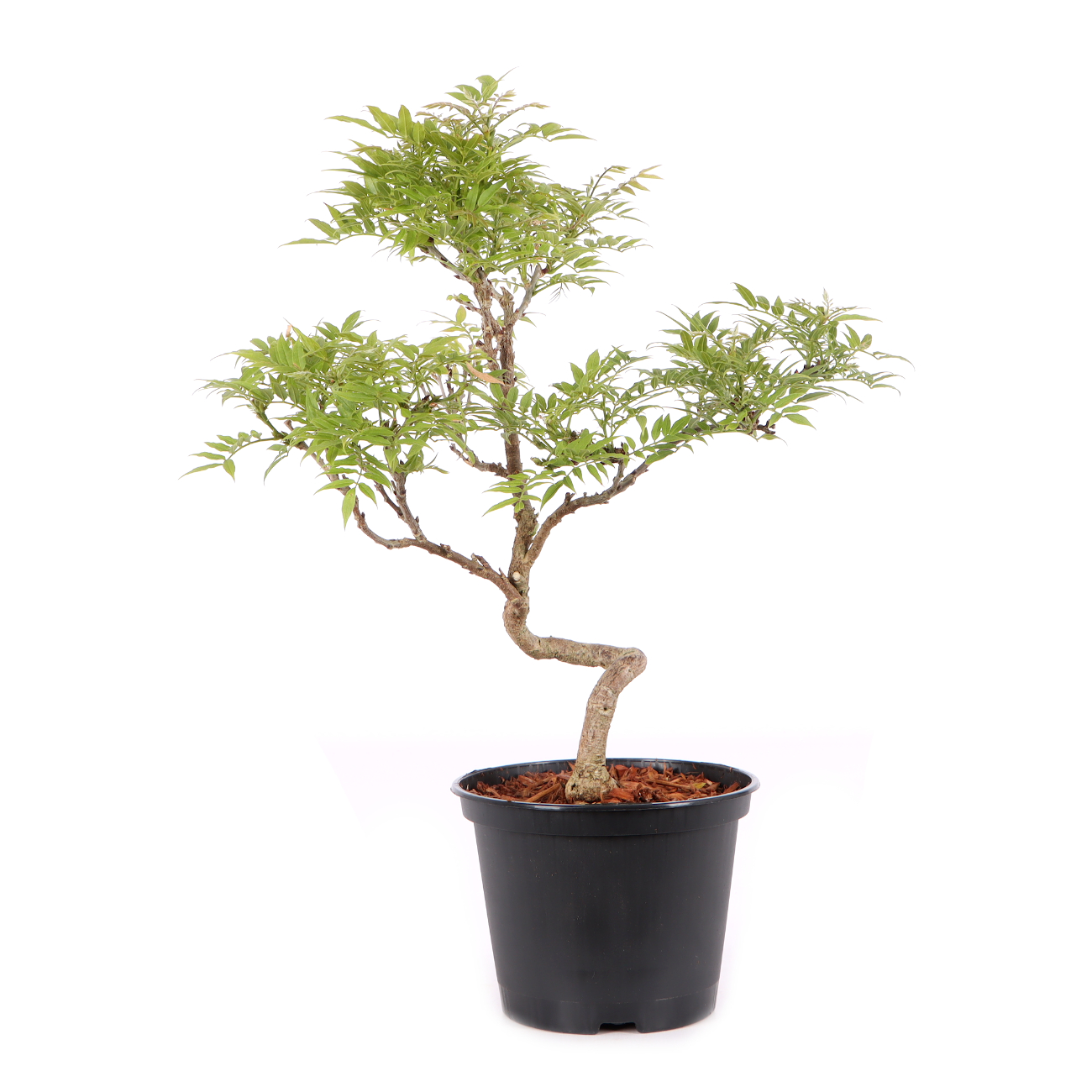 Millettia japonica 'Hime Fuji'