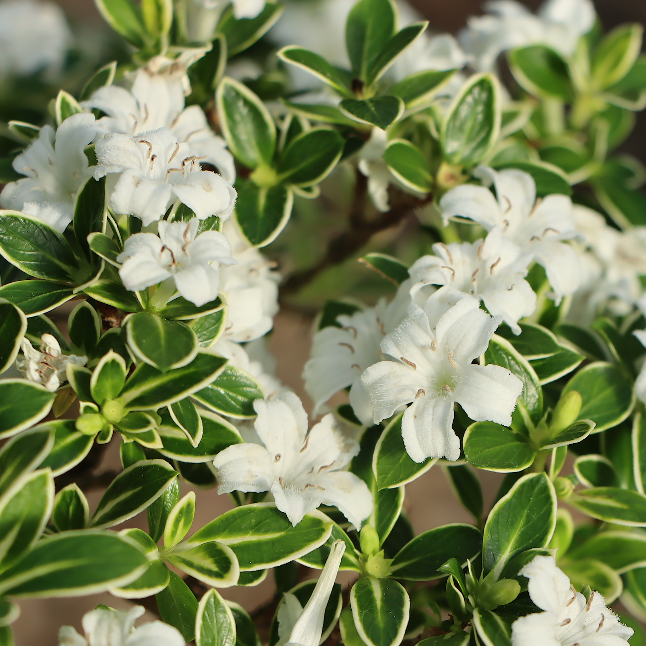 Blüte