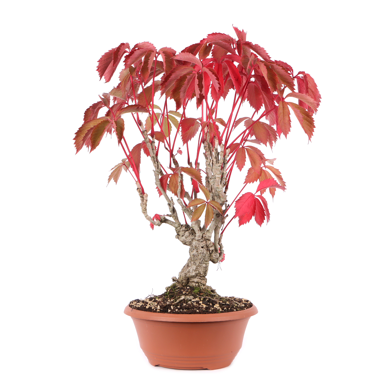 Parthenocissus quinquefolia