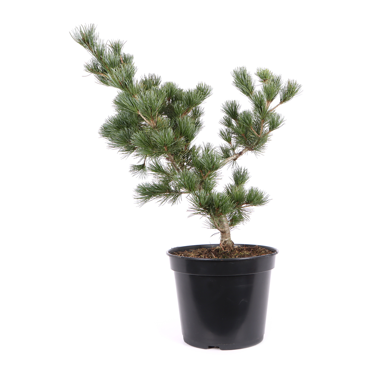 Pinus parviflora 'Negishi'