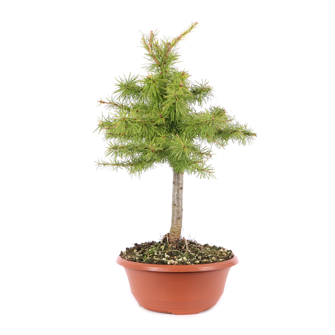 Larix decidua