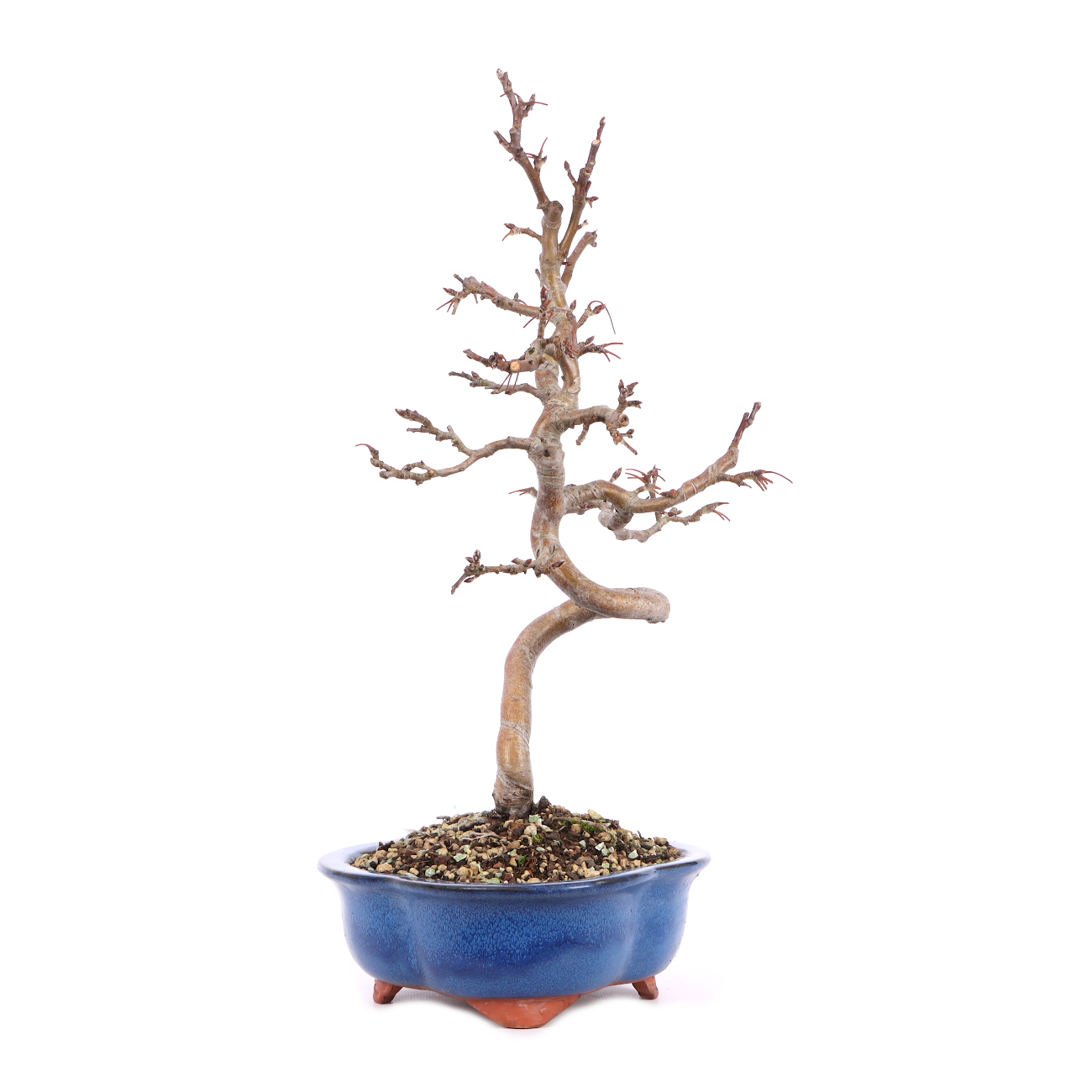 Malus spec.