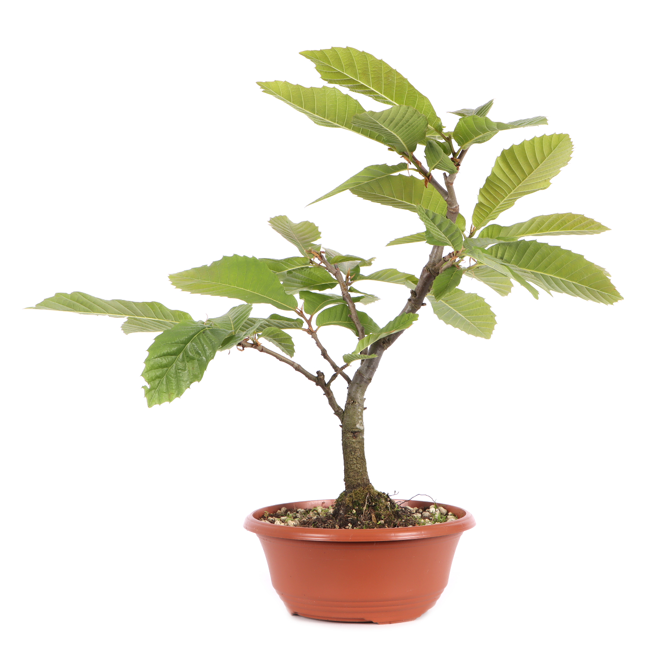 Castanea sativa