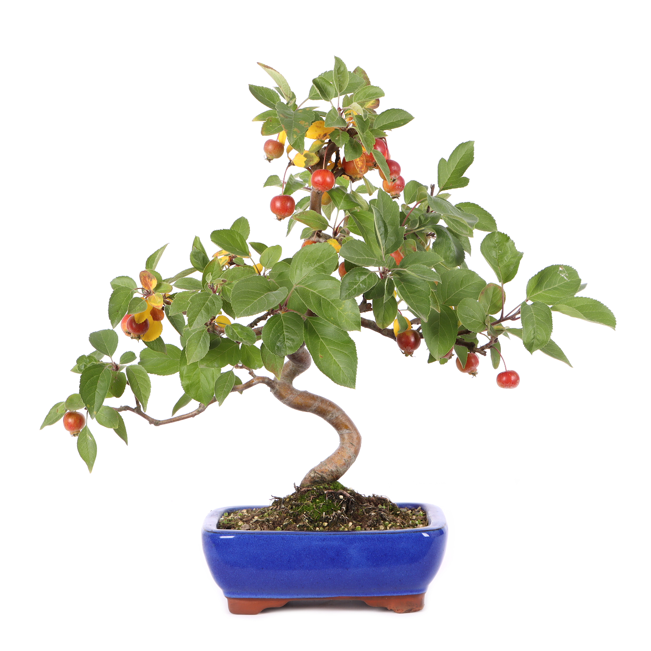 Malus spec.
