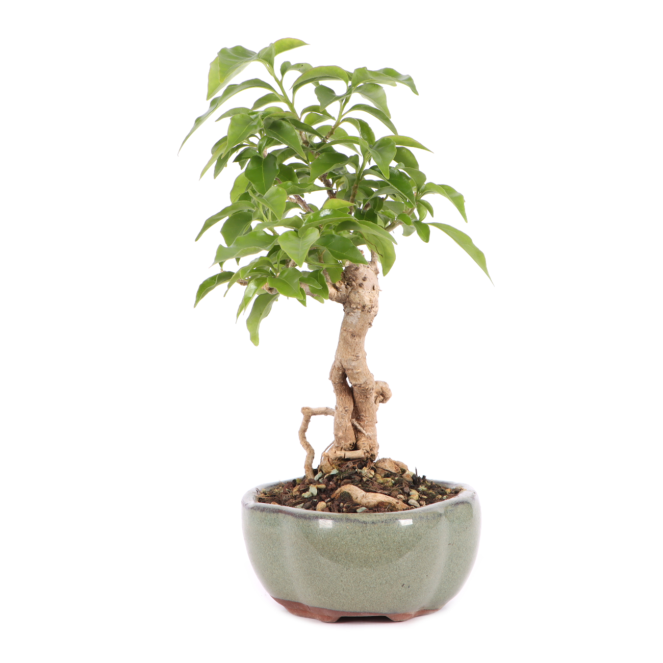 Bougainvillea glabra
