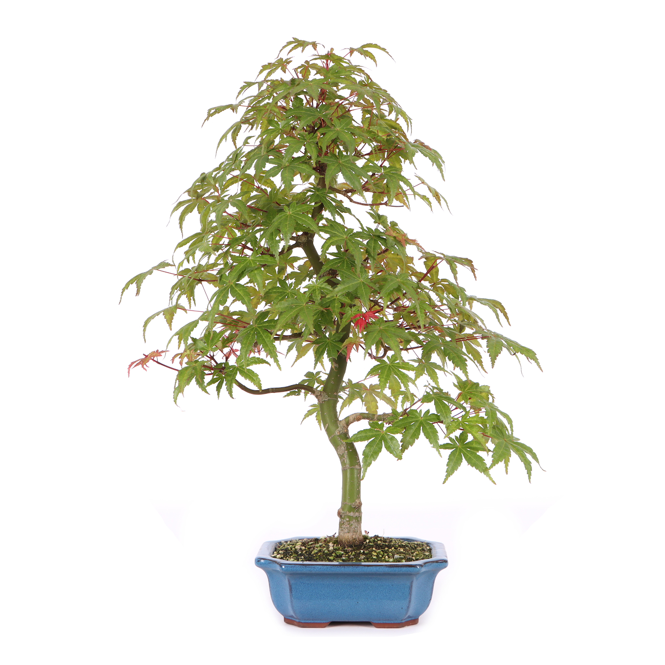 Acer palmatum