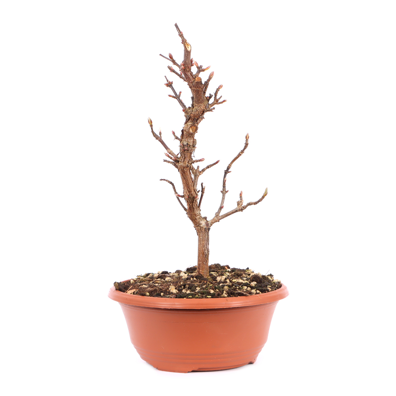 Viburnum x bodnantense 'Dawn'