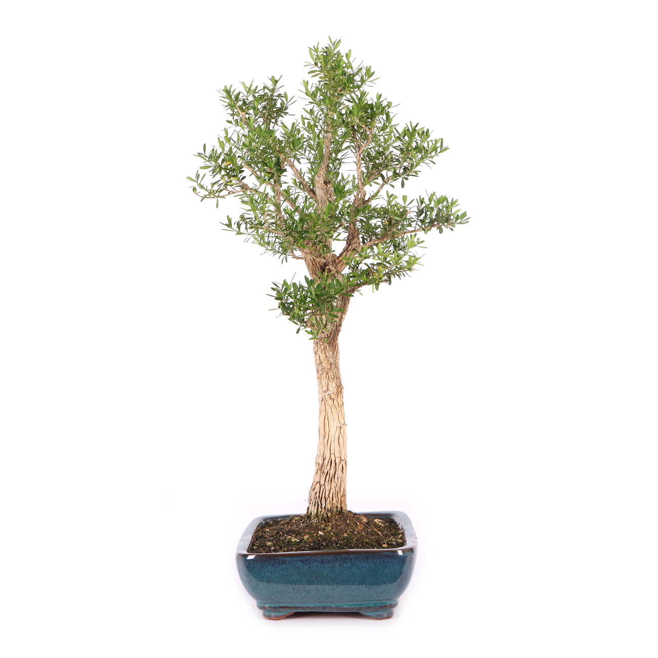 Buxus sinica var. sinica