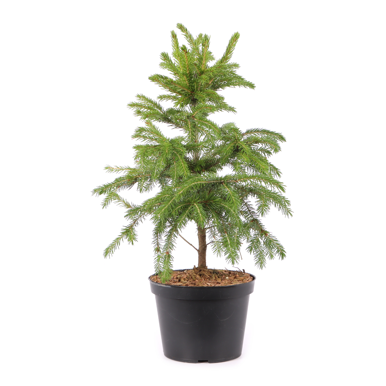 Picea orientalis