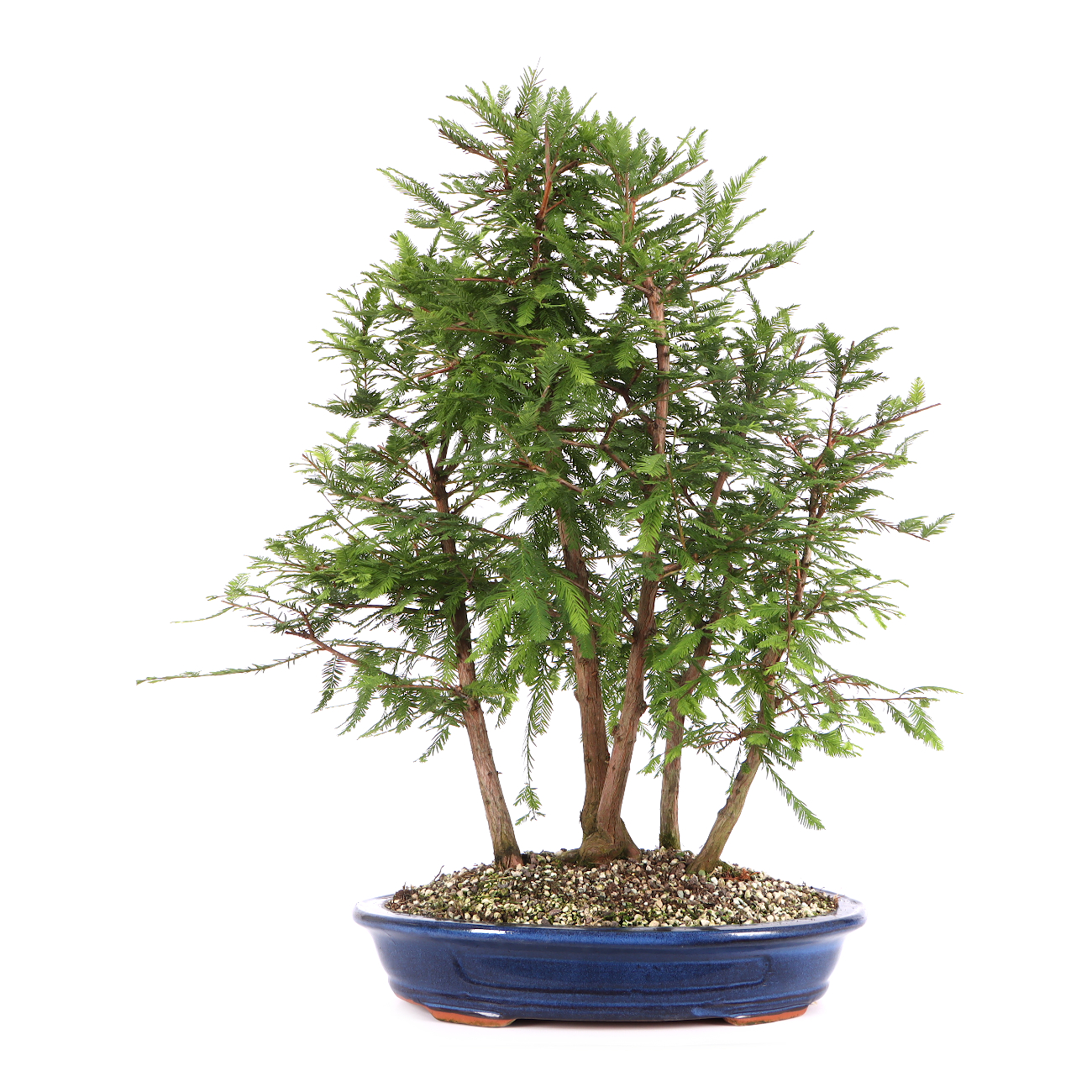 Taxodium distichum