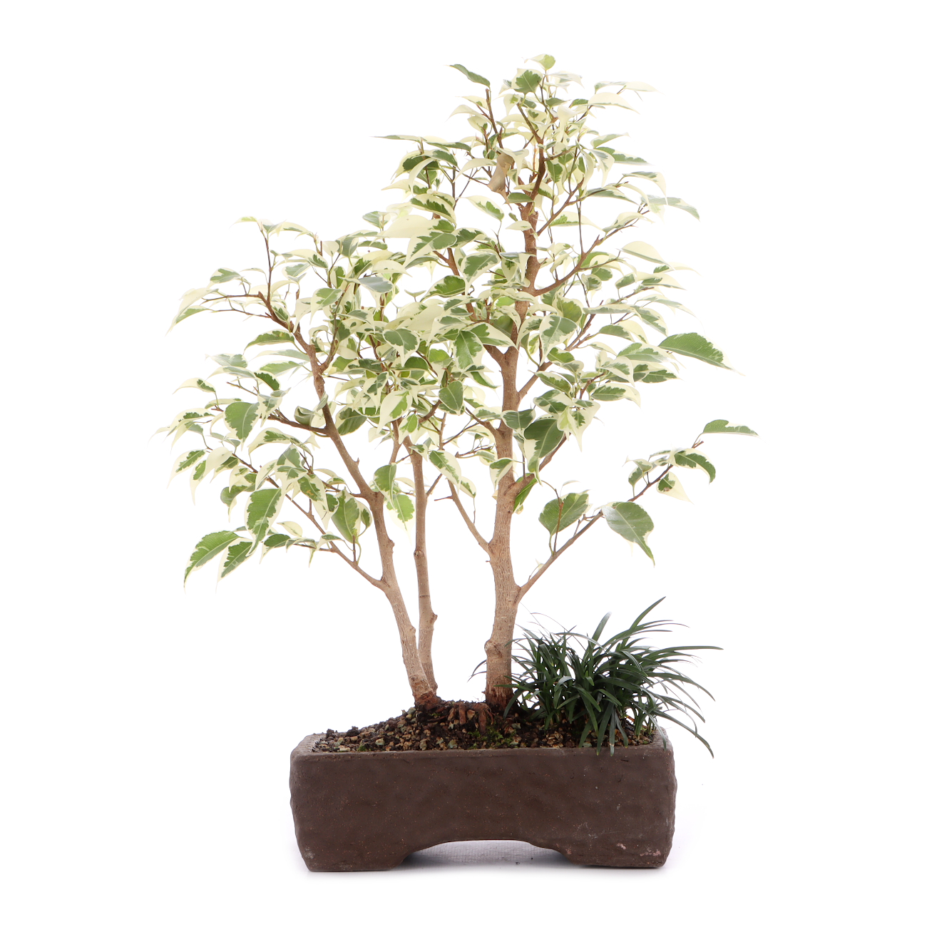 Ficus benjamina 'Starlight'