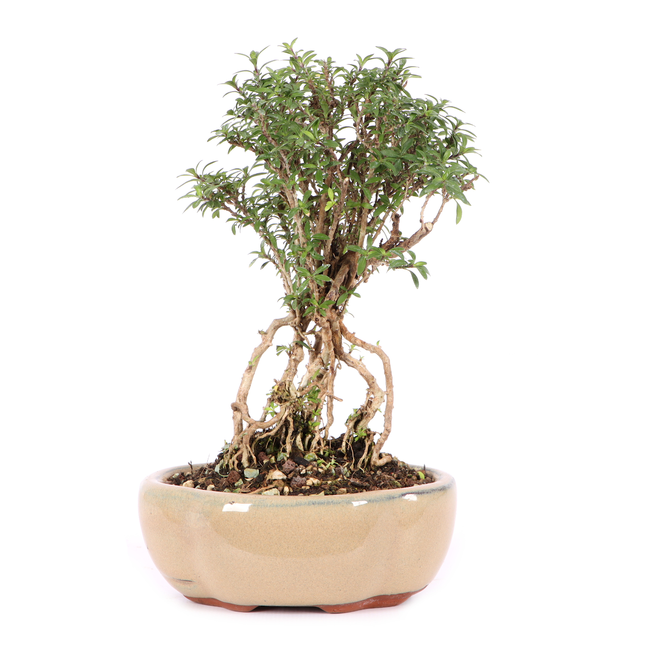 Serissa foetida 'Micro'