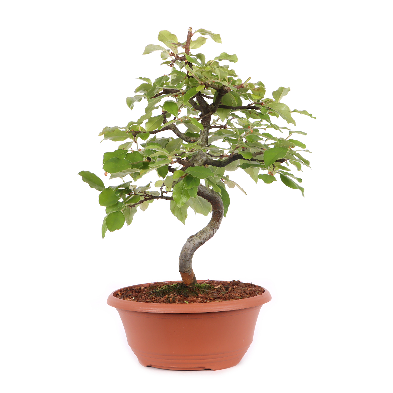 Pseudocydonia sinensis