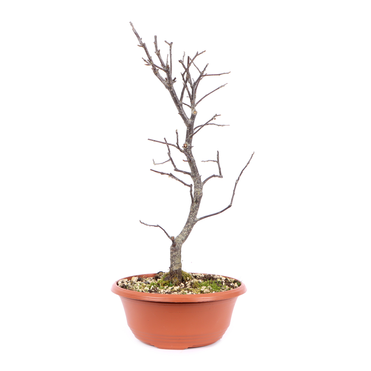 Seitenansicht rechts