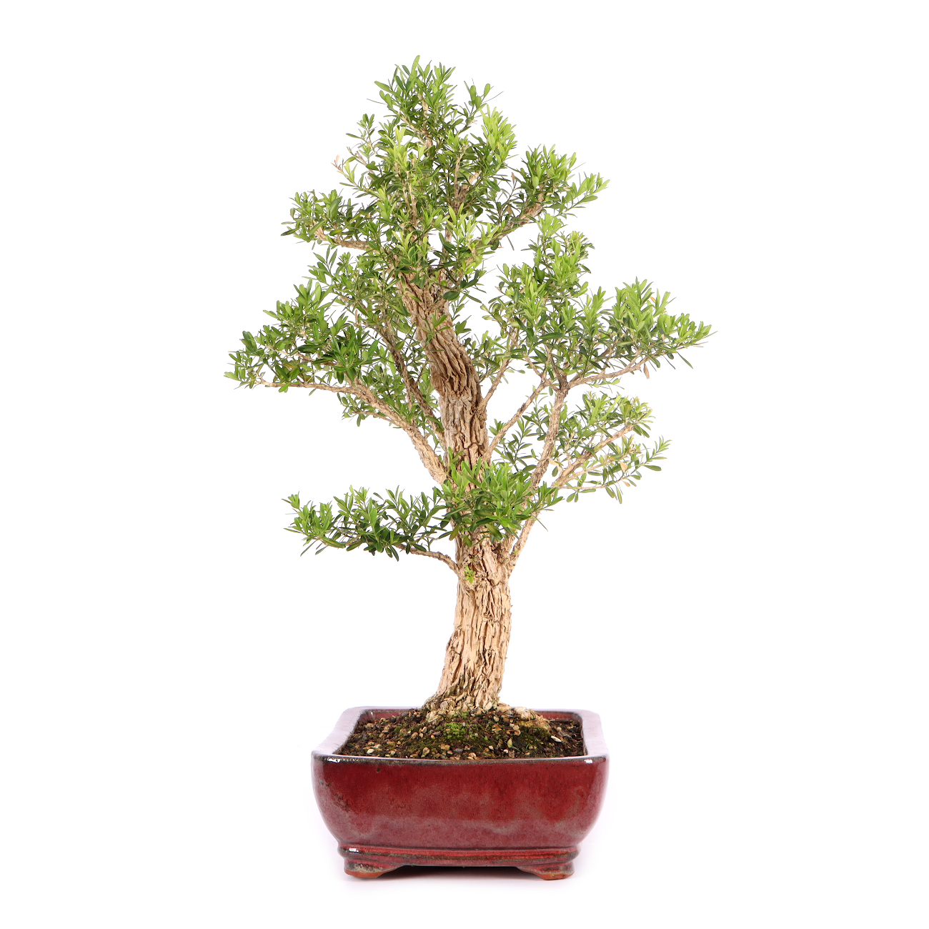 Buxus sinica var. sinica