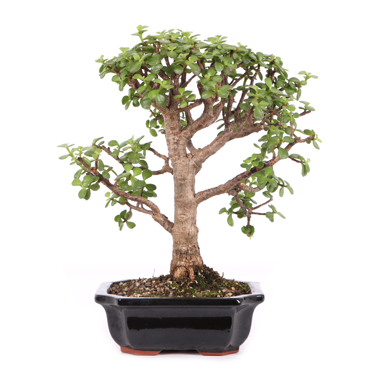 Portulacaria afra