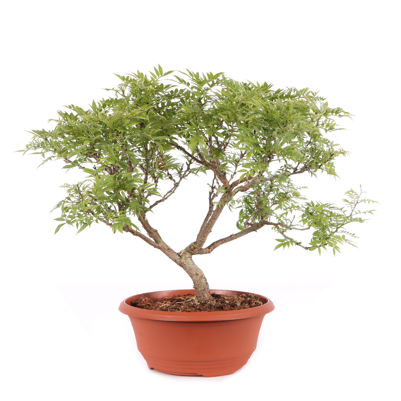 Millettia japonica 'Hime Fuji'