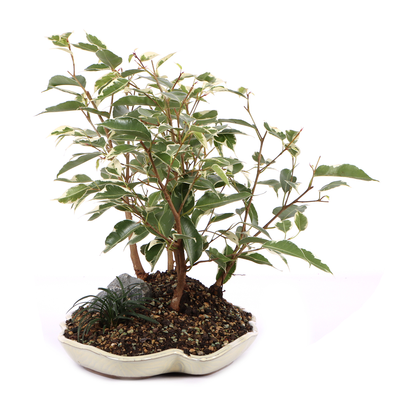 Seitenansicht rechts